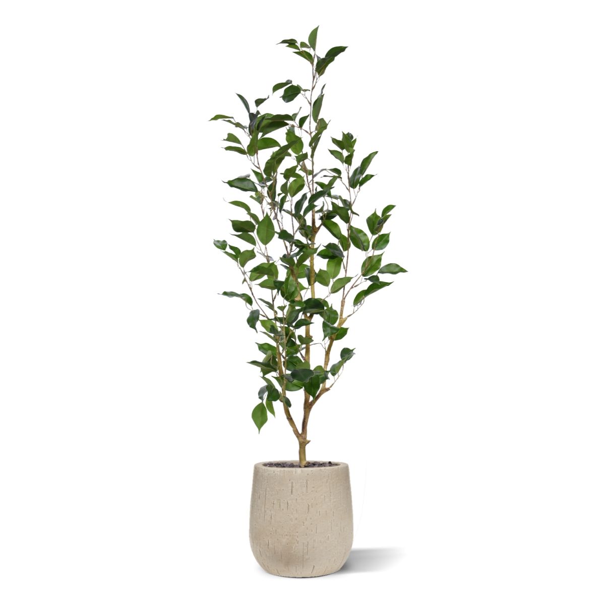 Ficus Exotica Kunstplant NT 100cm