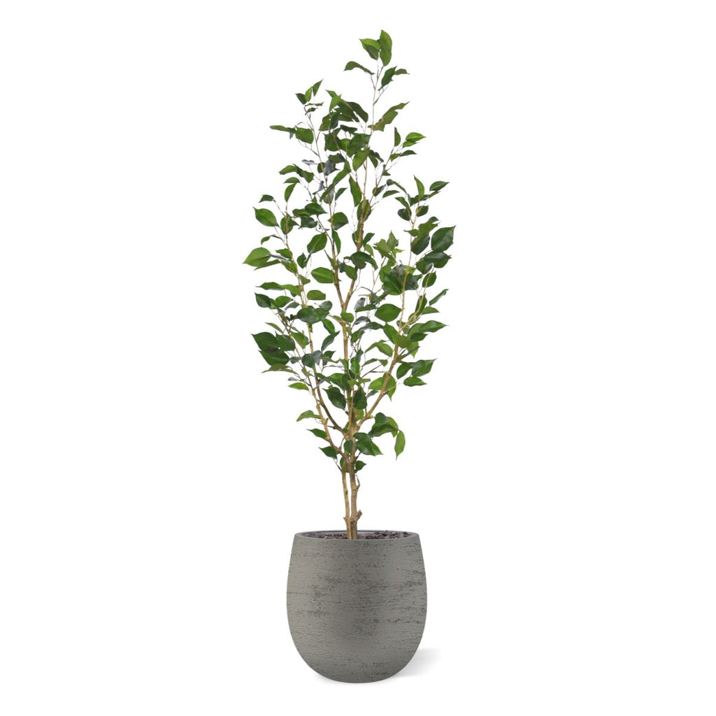 Ficus Exotica Kunstplant NT 120cm
