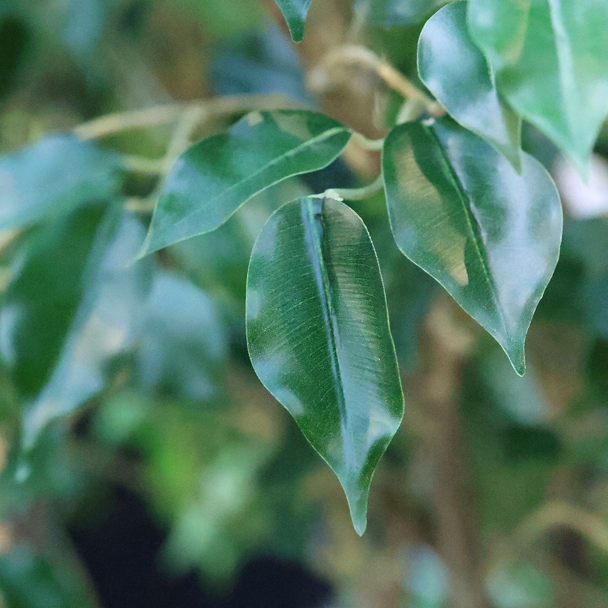 Ficus Exotica Kunstplant NT 120cm