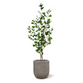 Ficus Triangularis Kunstplant 120cm