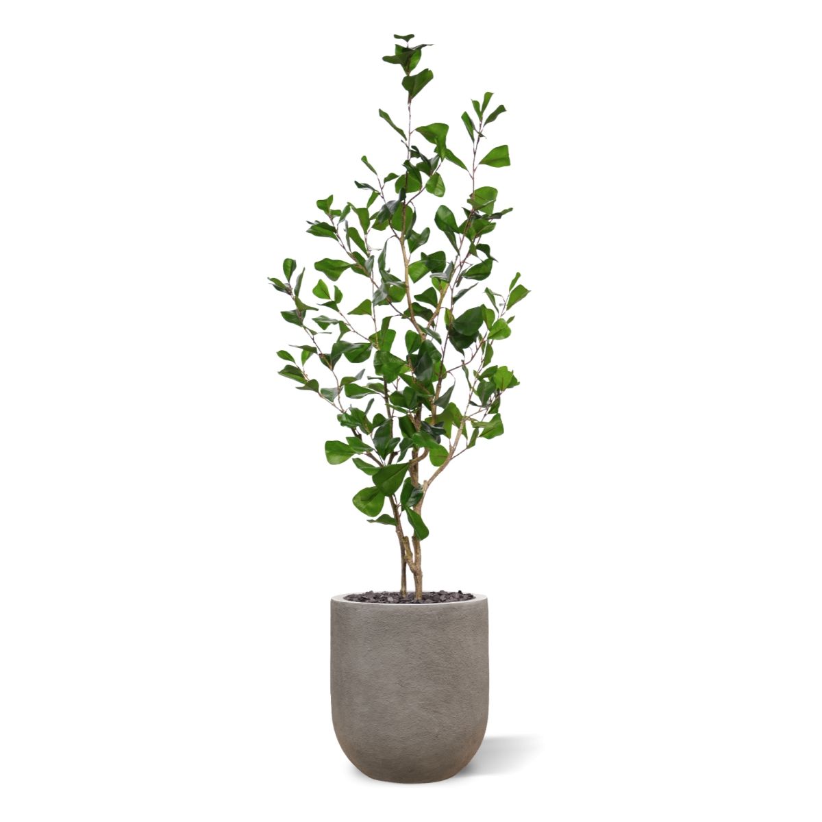 Ficus Triangularis Kunstplant 120cm