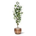 Ficus Triangularis Kunstplant 150cm