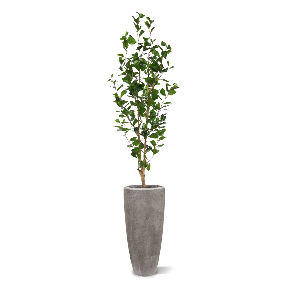 Ficus Triangularis Kunstplant 150cm