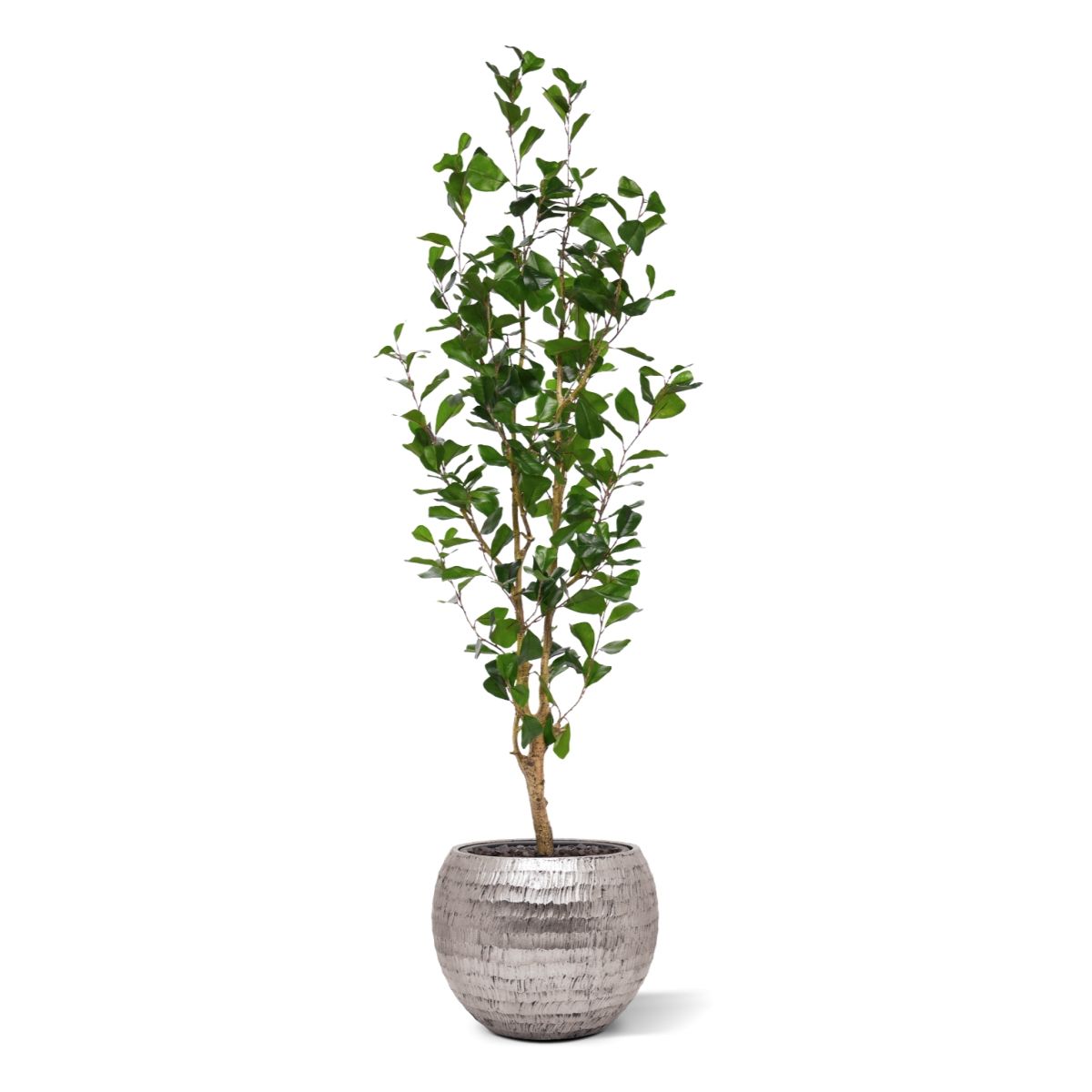 Ficus Triangularis Kunstplant 150cm