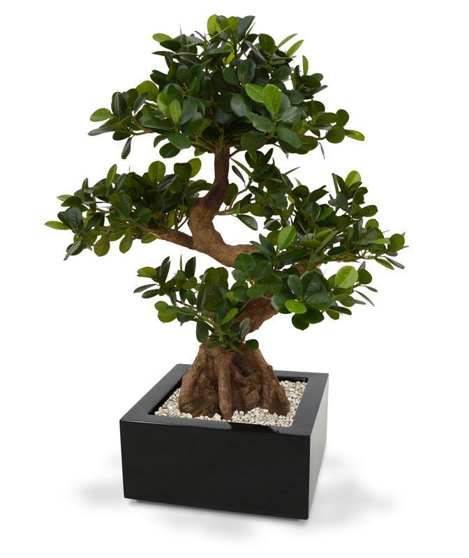 Panda Bonsai kunstboom op voet 70cm