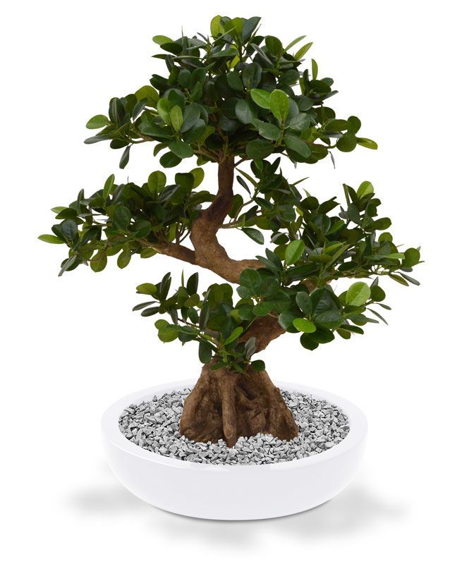 Panda Bonsai kunstboom op voet 70cm