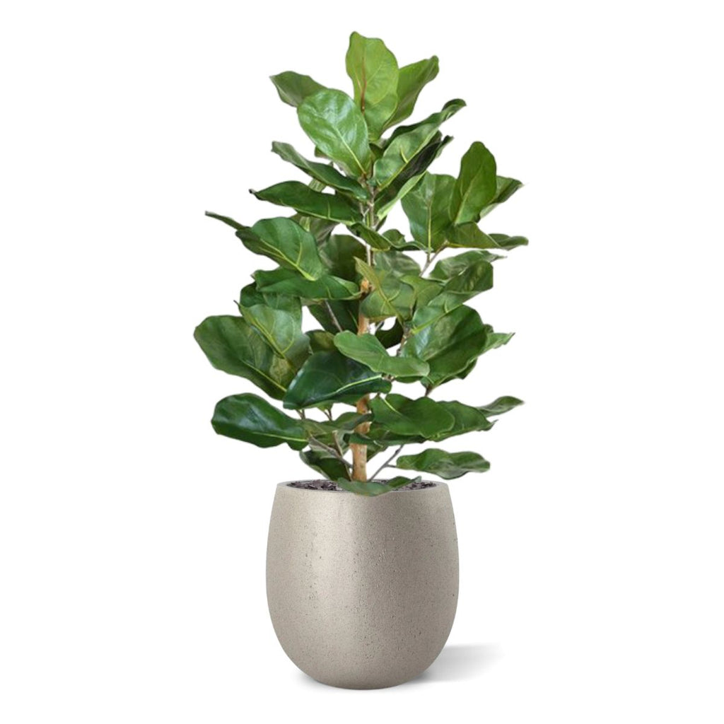 Lyrata Royal kunstplant 90cm