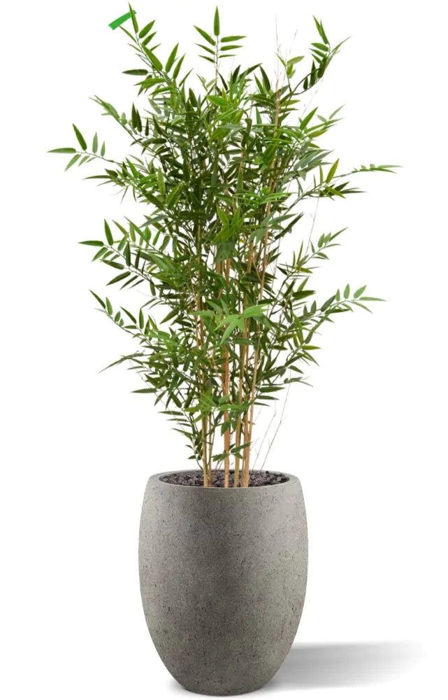 Hoogwaardige bamboeplant voor buiten, 120 cm hoog, UV-beschermd.