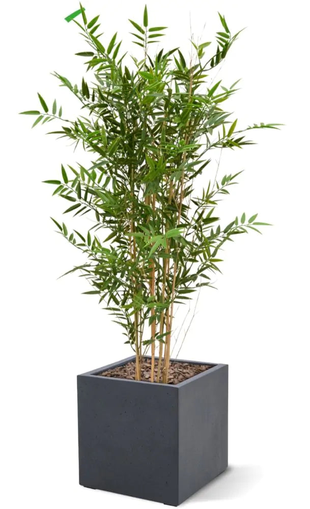 Hoogwaardige bamboeplant voor buiten, 120 cm hoog, UV-beschermd.