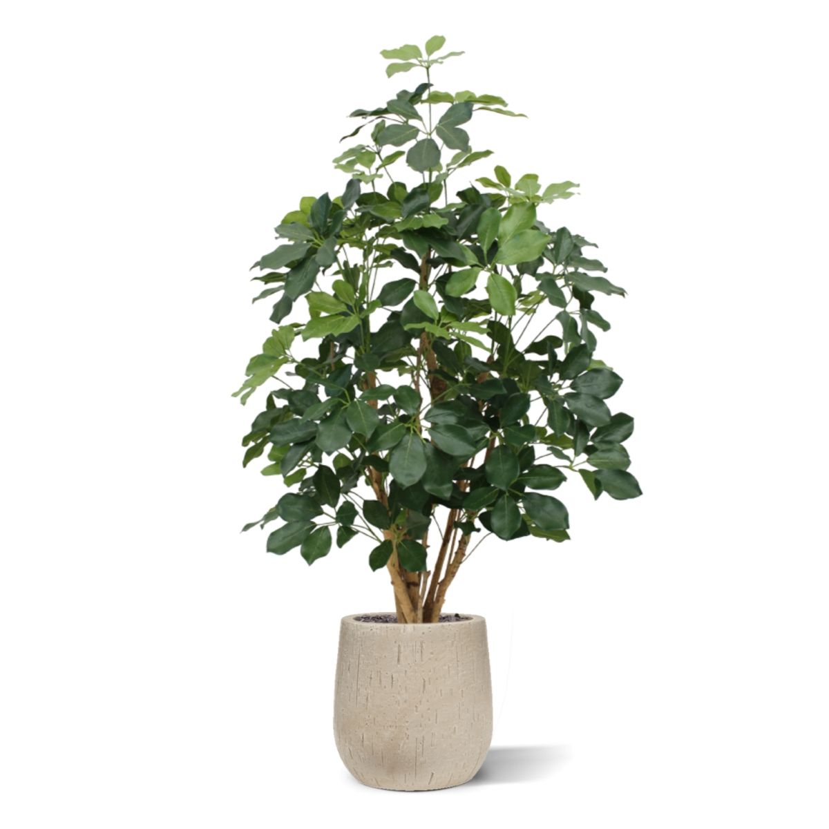 Schefflera Exotica kunstplant 120cm