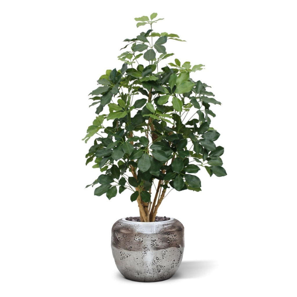 Schefflera Exotica kunstplant 120cm