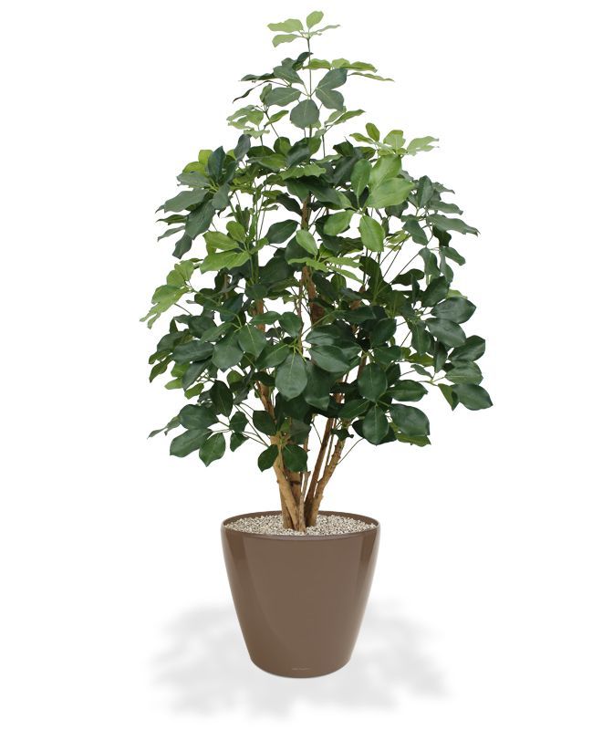 Schefflera Exotica kunstplant 120cm