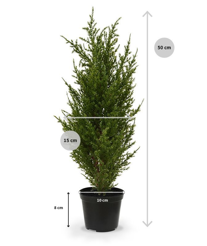 Conifeer kunstplant 50cm