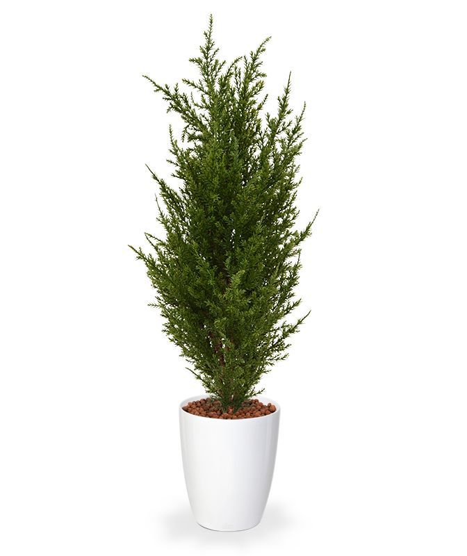 Conifeer kunstplant 50cm