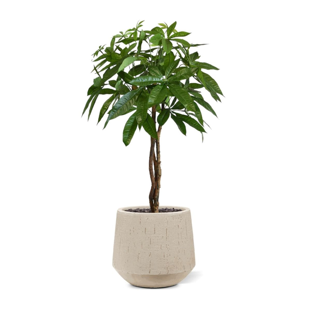 Pachira bal kunstplant op stam 75cm