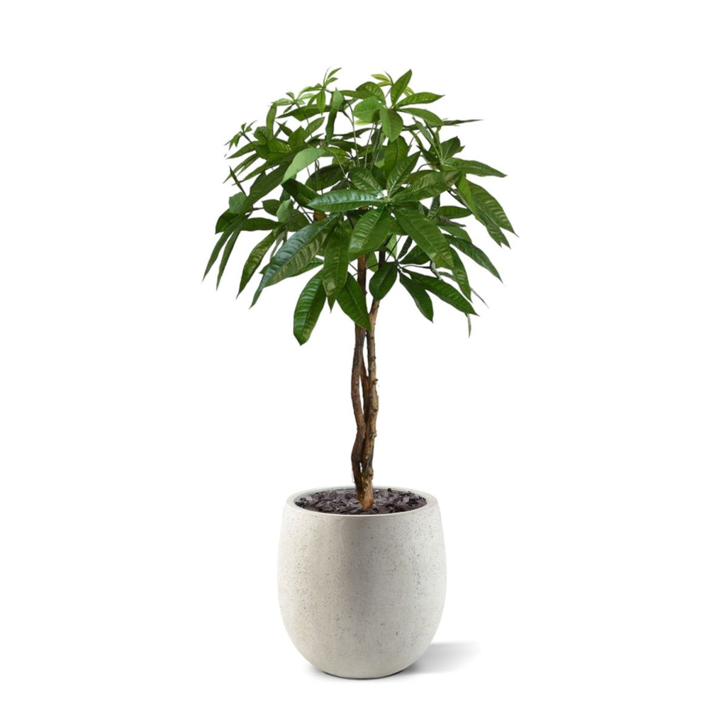 Pachira bal kunstplant op stam 75cm