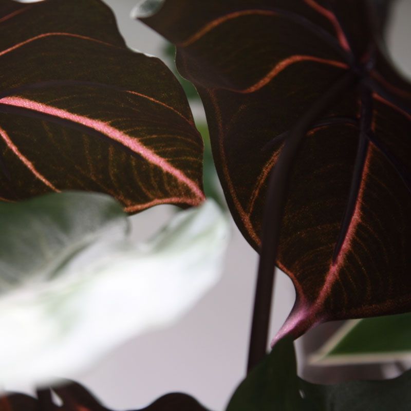 Syngonium kunstplant 60cm