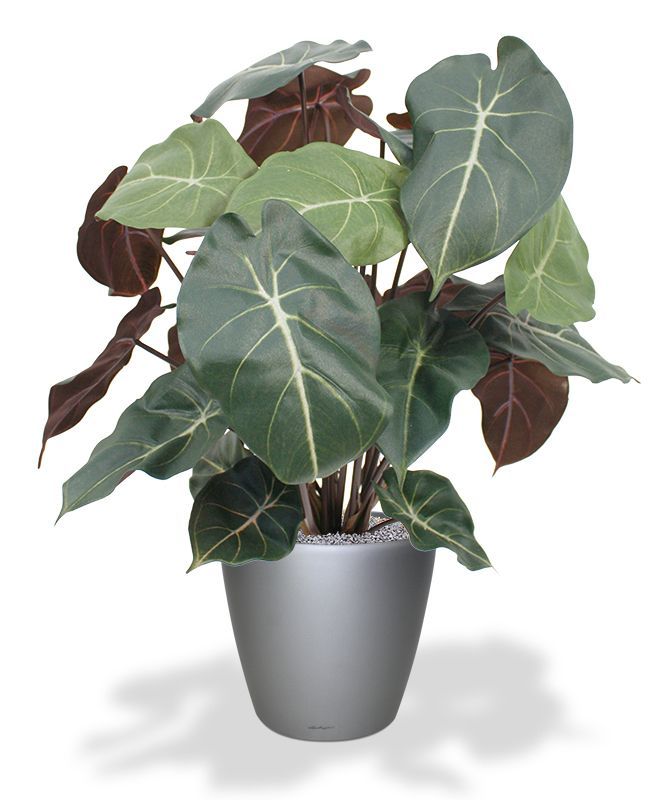 Syngonium kunstplant 60cm