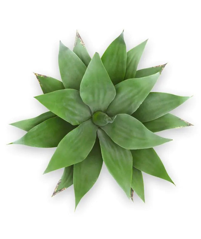 Buitenkunst Agaveplant 50 cm UV
