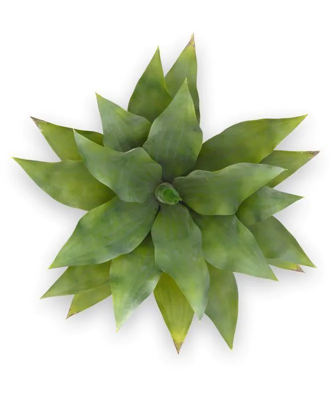 Agaveplant voor buiten, 70 cm hoog, UV-beschermd.