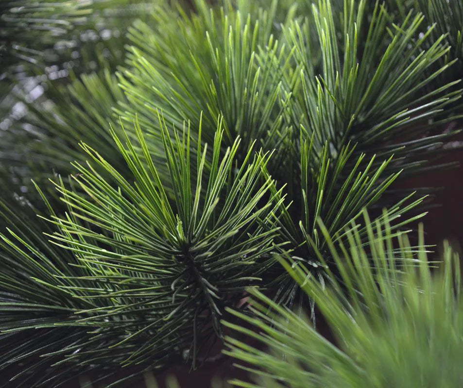 Kunstmatige Pinus Bonsai voor buiten, 110 cm, UV-bestendig.