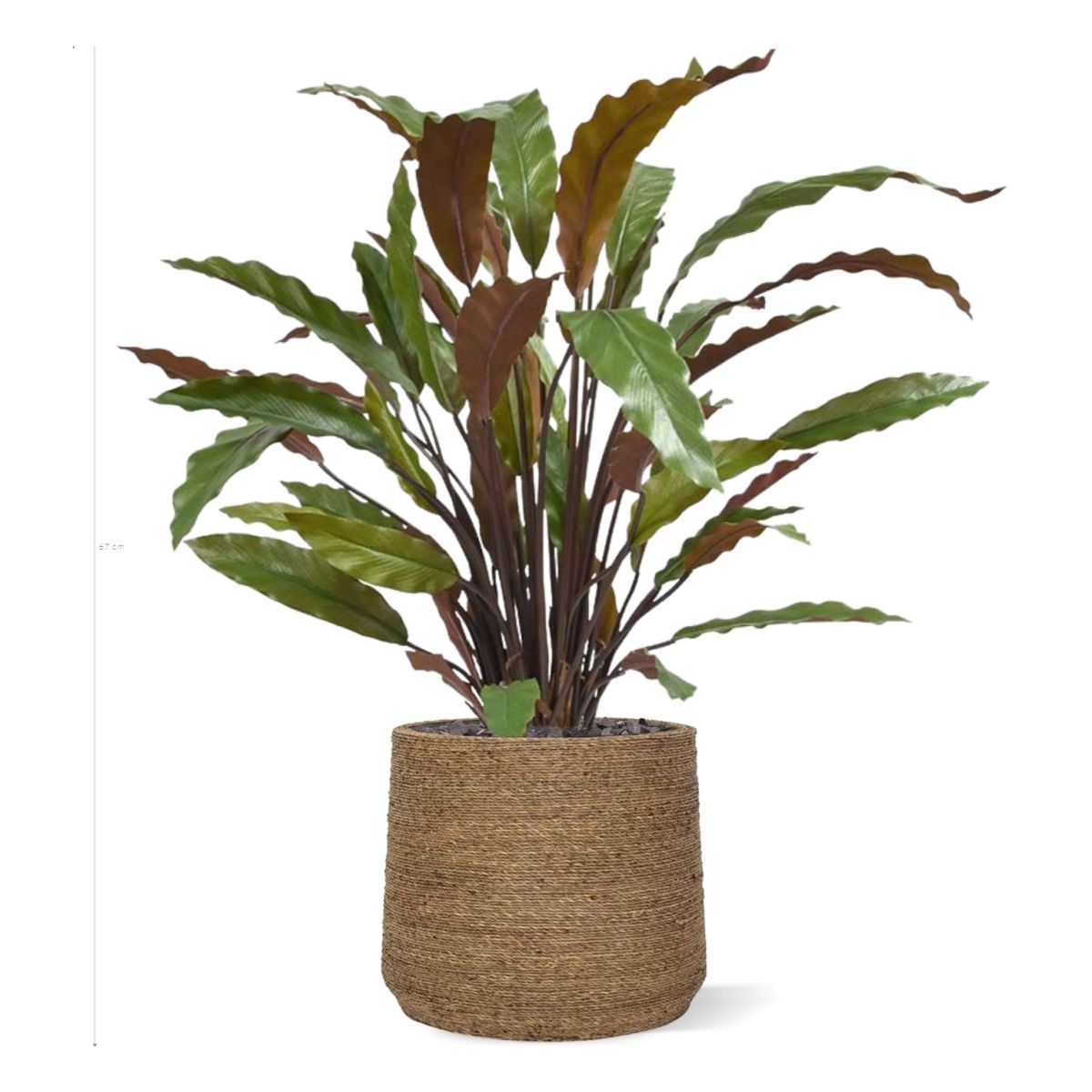 Calathea Red kunstplant 60cm