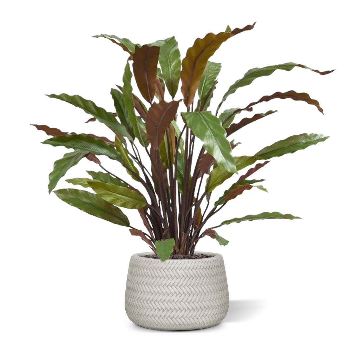 Calathea Red kunstplant 60cm