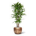 Draceana Fragrans XL Kunstplant 130cm