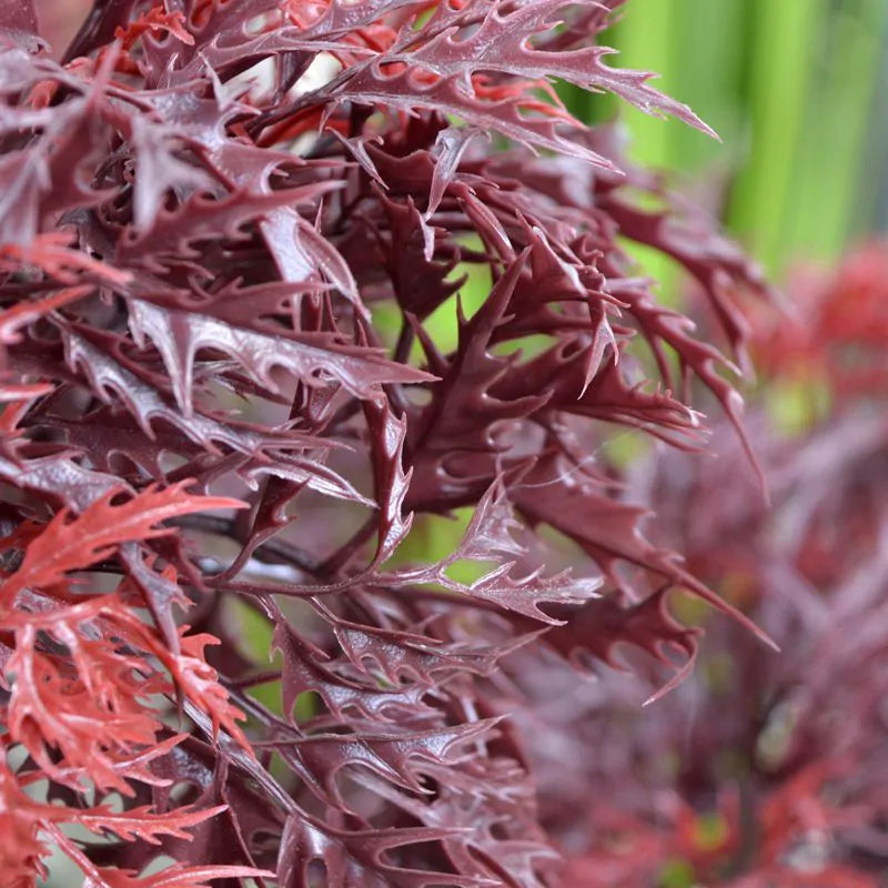 Kunstmatige Ming Aralia bonsai voor buiten in bordeauxrood met geteste UV-garantie.