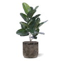 Ficus Audrey kunstplant 60cm