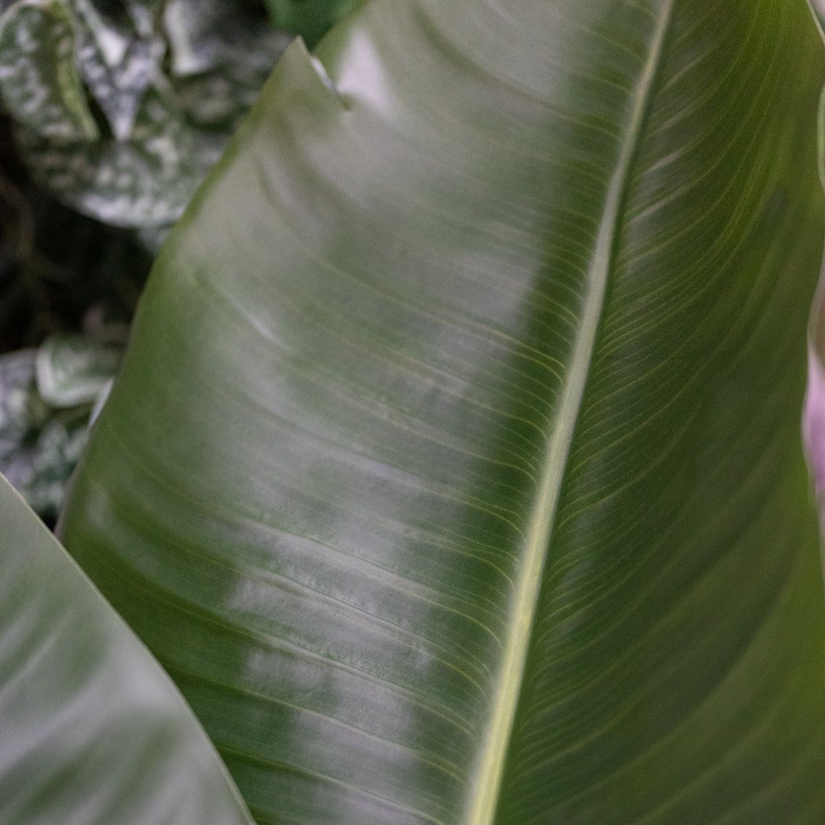 Strelitzia Nicolai XL Kunstpalm 125cm