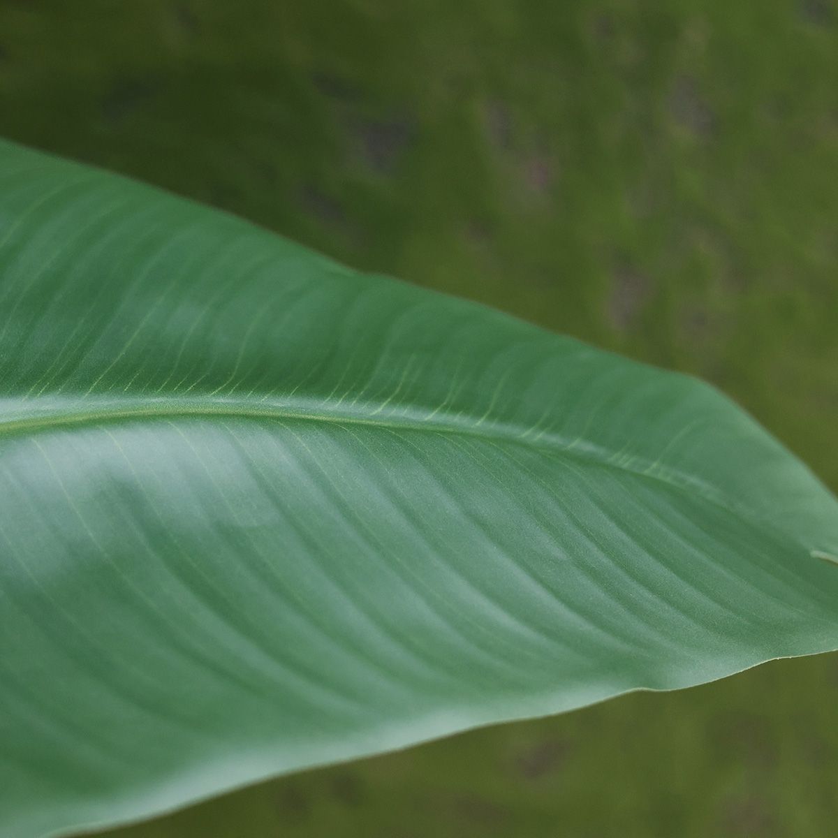 Strelitzia Nicolai kunstplant 150cm