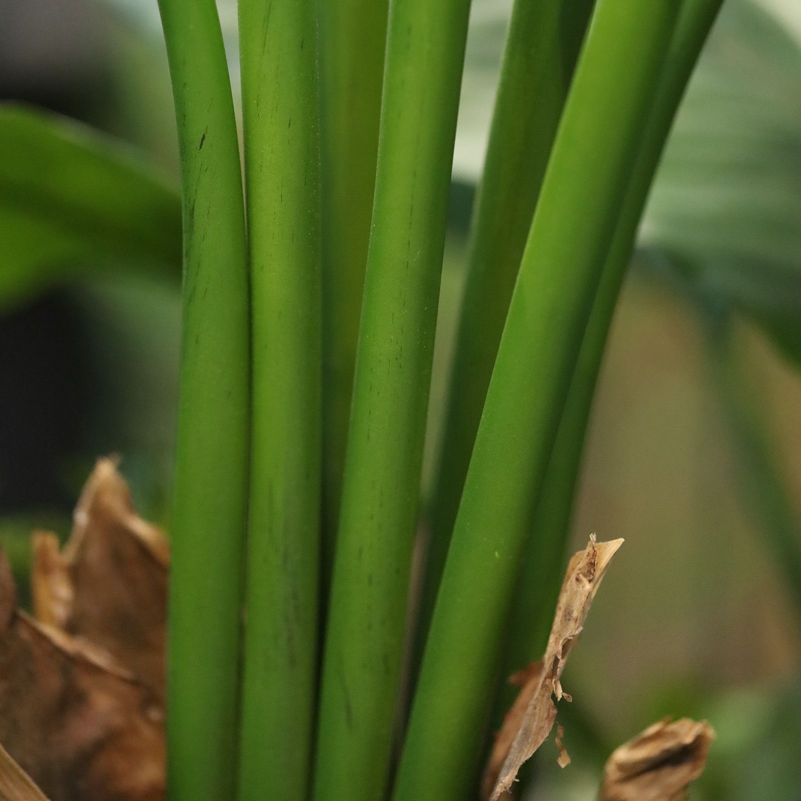 Strelitzia Nicolai deluxe Kunstpalm 125cm in pot
