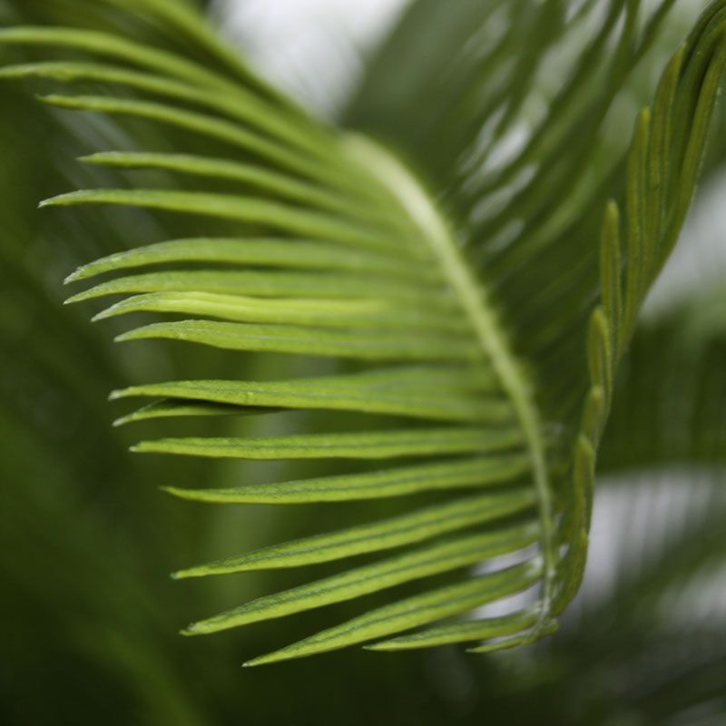 Cycas deluxe kunstpalm M 80cm