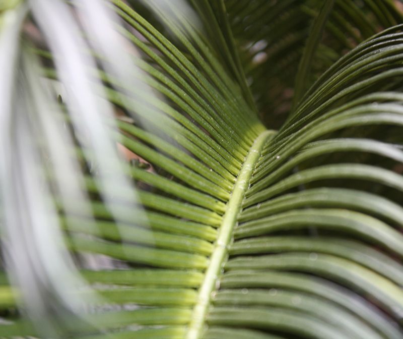 Cycas deluxe kunstpalm 60cm