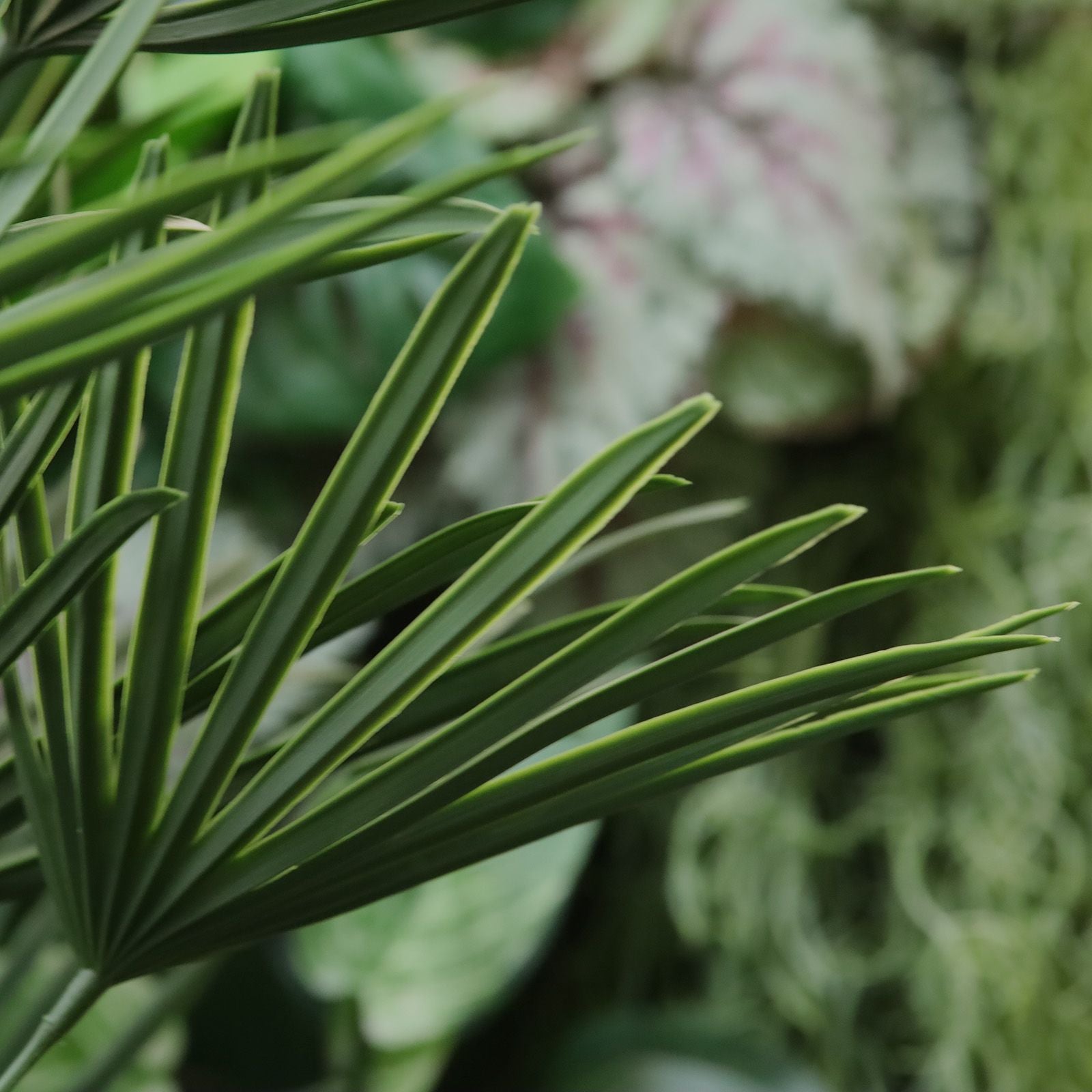 Raphis Kunstpalm 125cm UV in pot