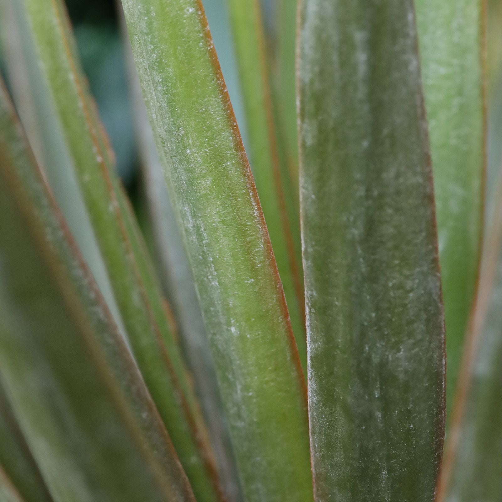 Yucca Gloriosa Kunstplant 80cm in pot