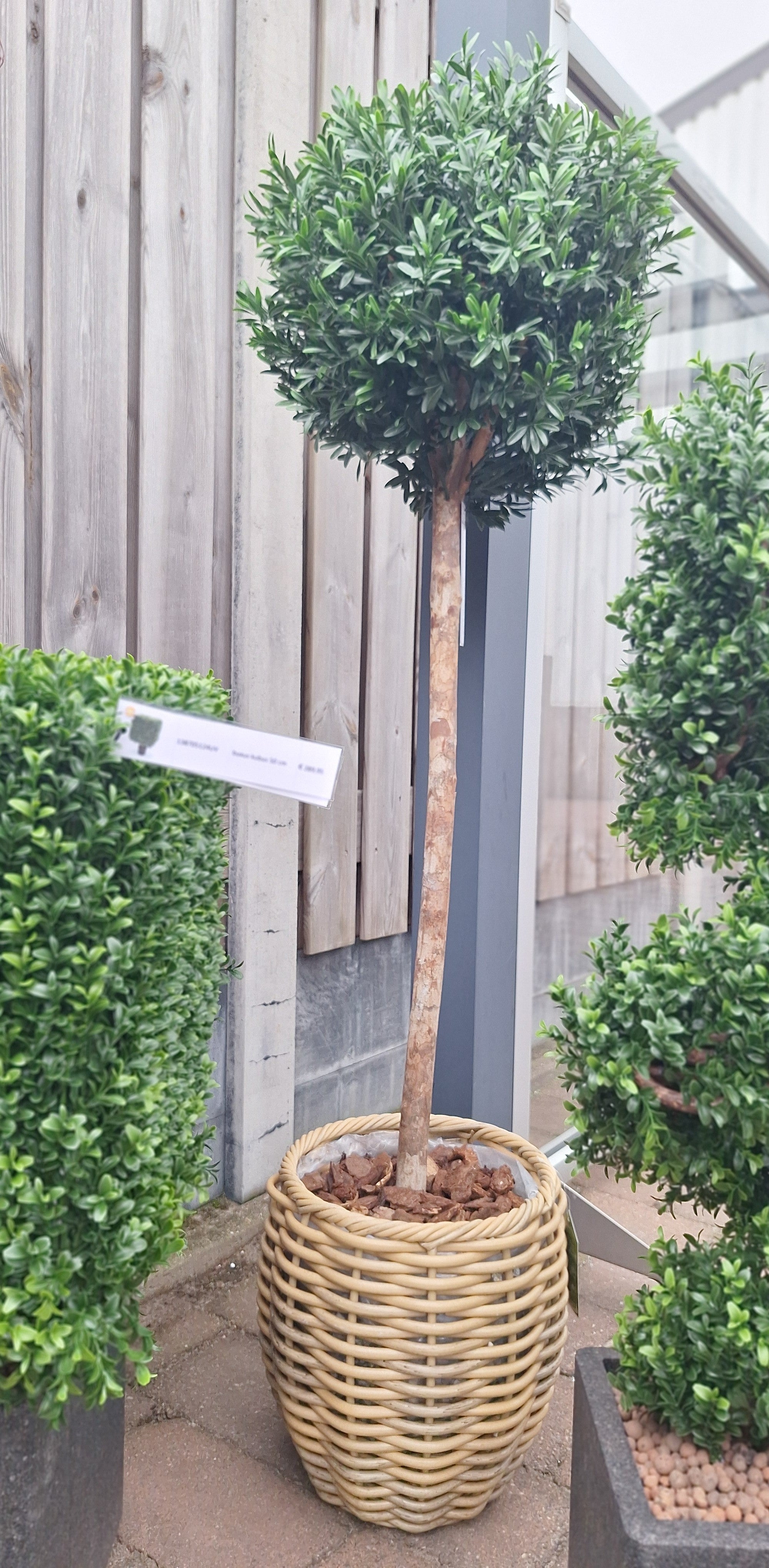 Kunstwerk voor buiten: buxusbol op stam, 140 cm, UV-beschermd.