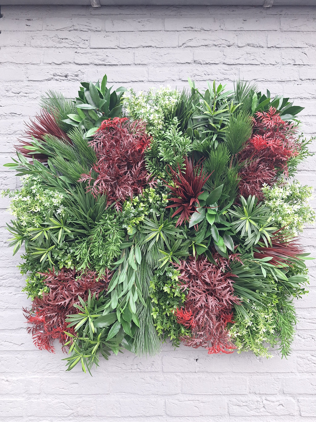 Ming Aralia bordeauxrode tak 50cm UV