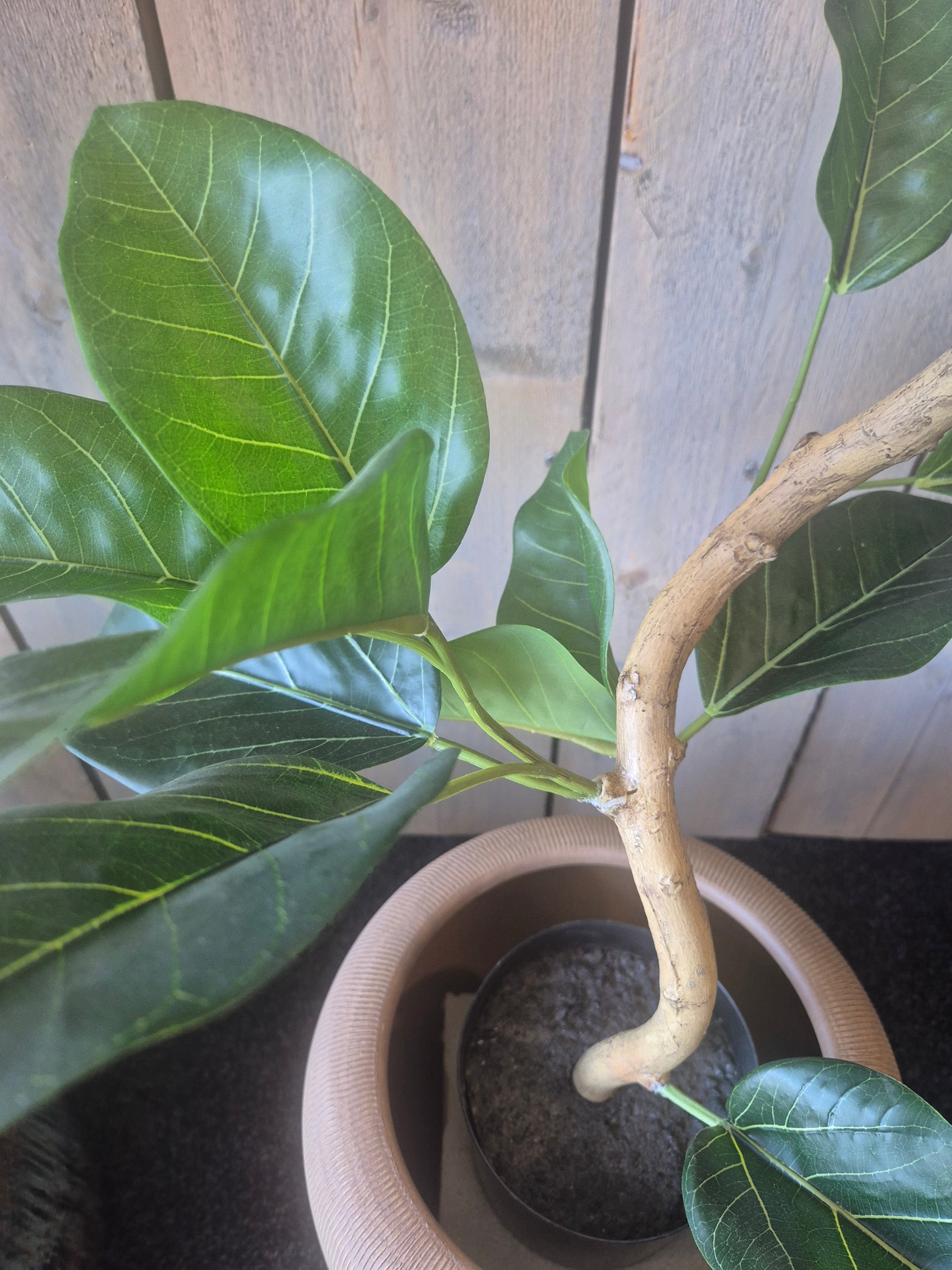 Ficus Audrey Kunstplant RT 120 cm – Showroom Editie (incl. styling)