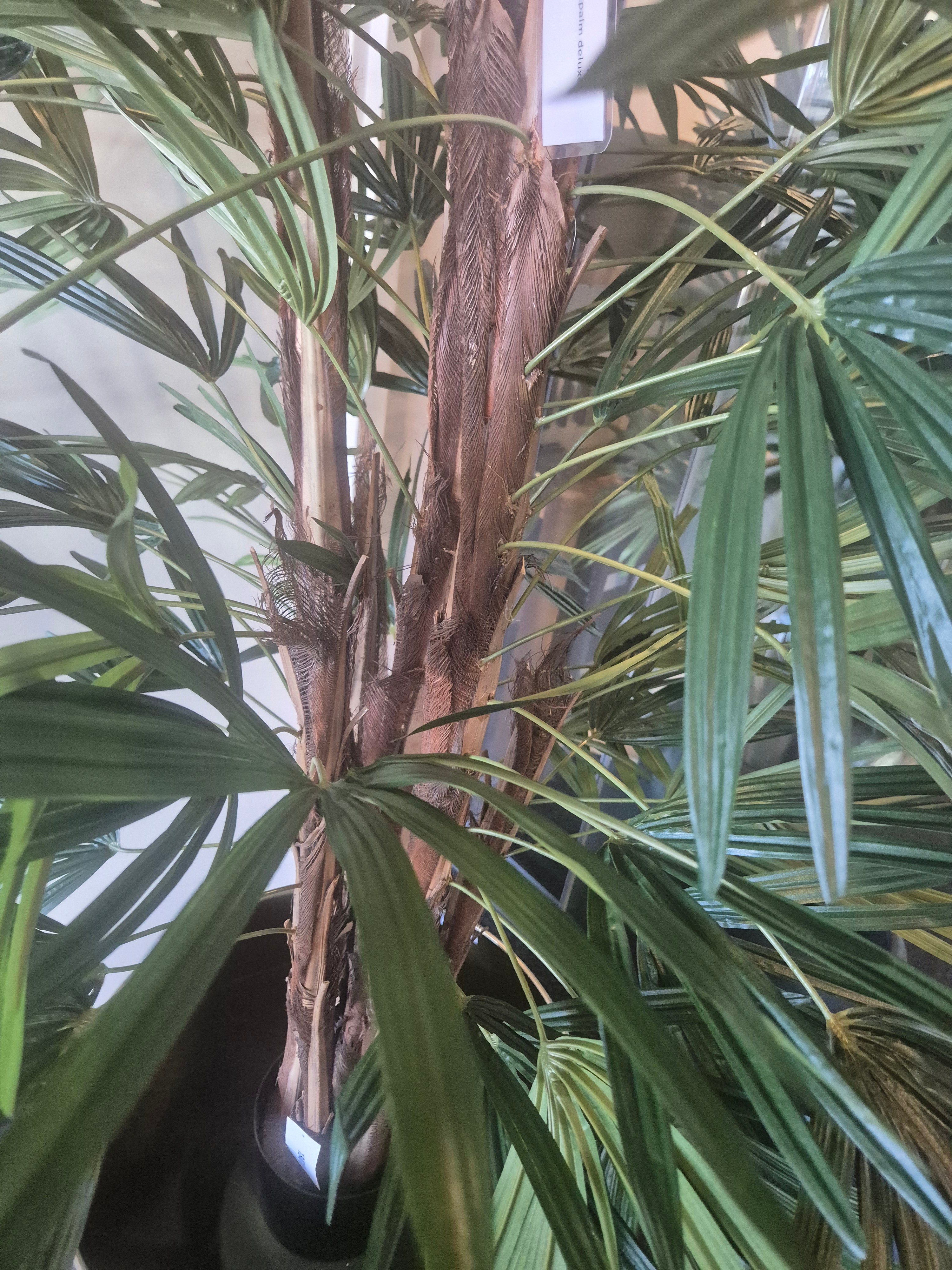 Raphis Palm Deluxe 160 cm – Showroom Editie (incl. styling)