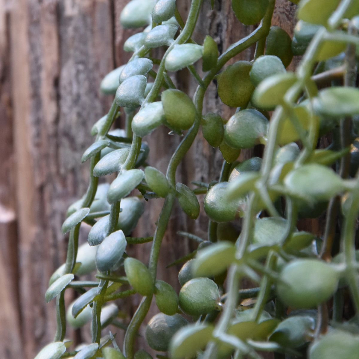 Dischidia kunst hangplant 70cm - grijs/groen