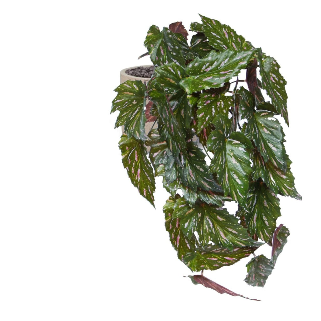 Begonia Rex Kunst hanger groen rood 40cm