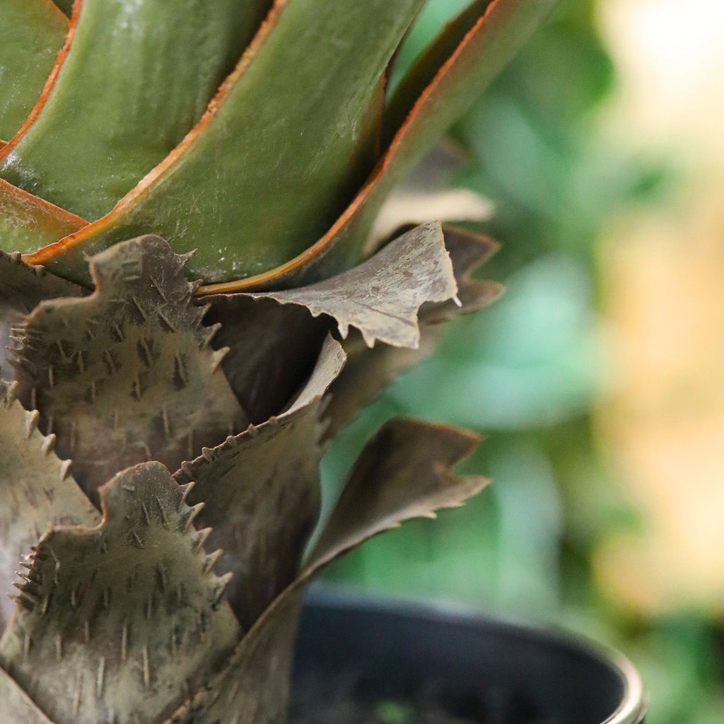 Yucca Gloriosa Kunstplant 80cm in pot