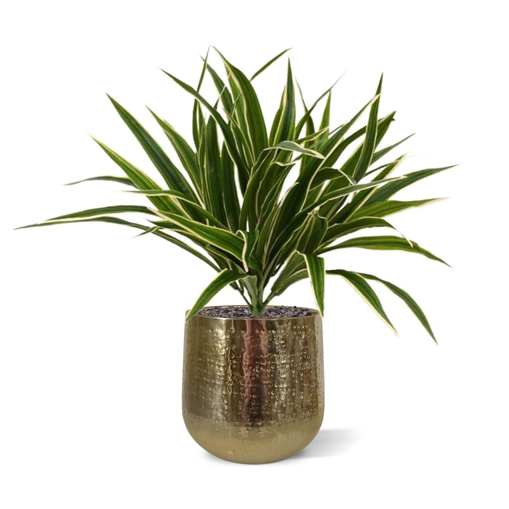Chlorophytum S kunstplant 30cm