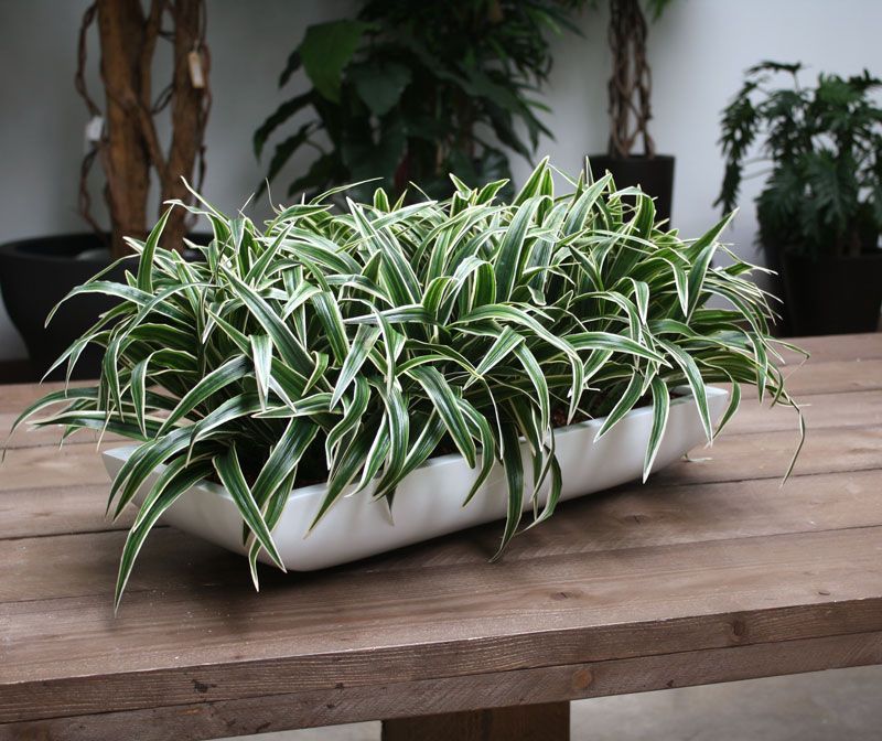 Chlorophytum S kunstplant 30cm