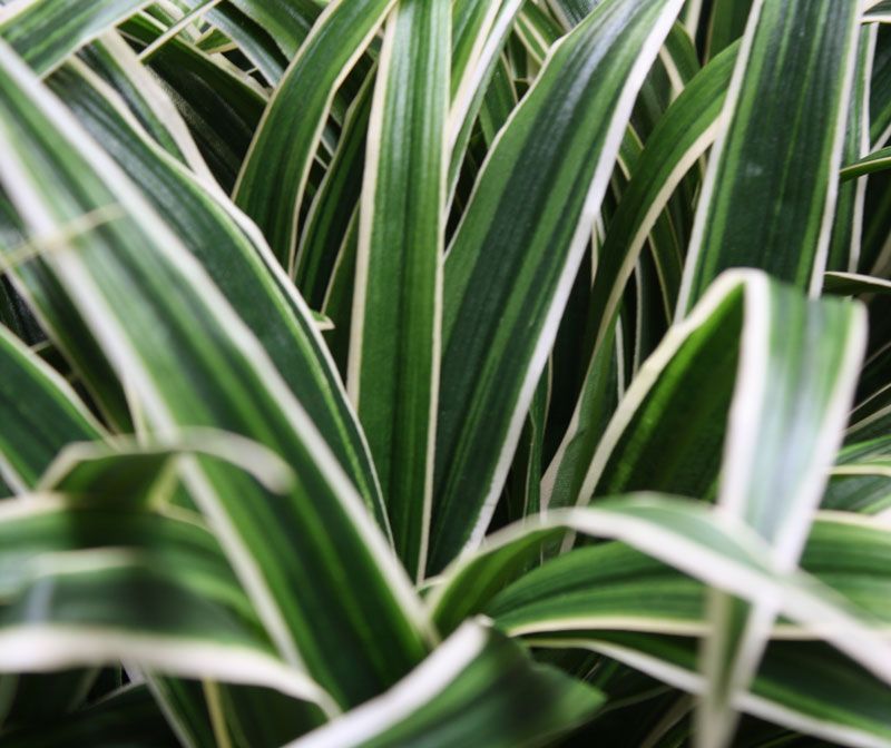 Chlorophytum S kunstplant 30cm