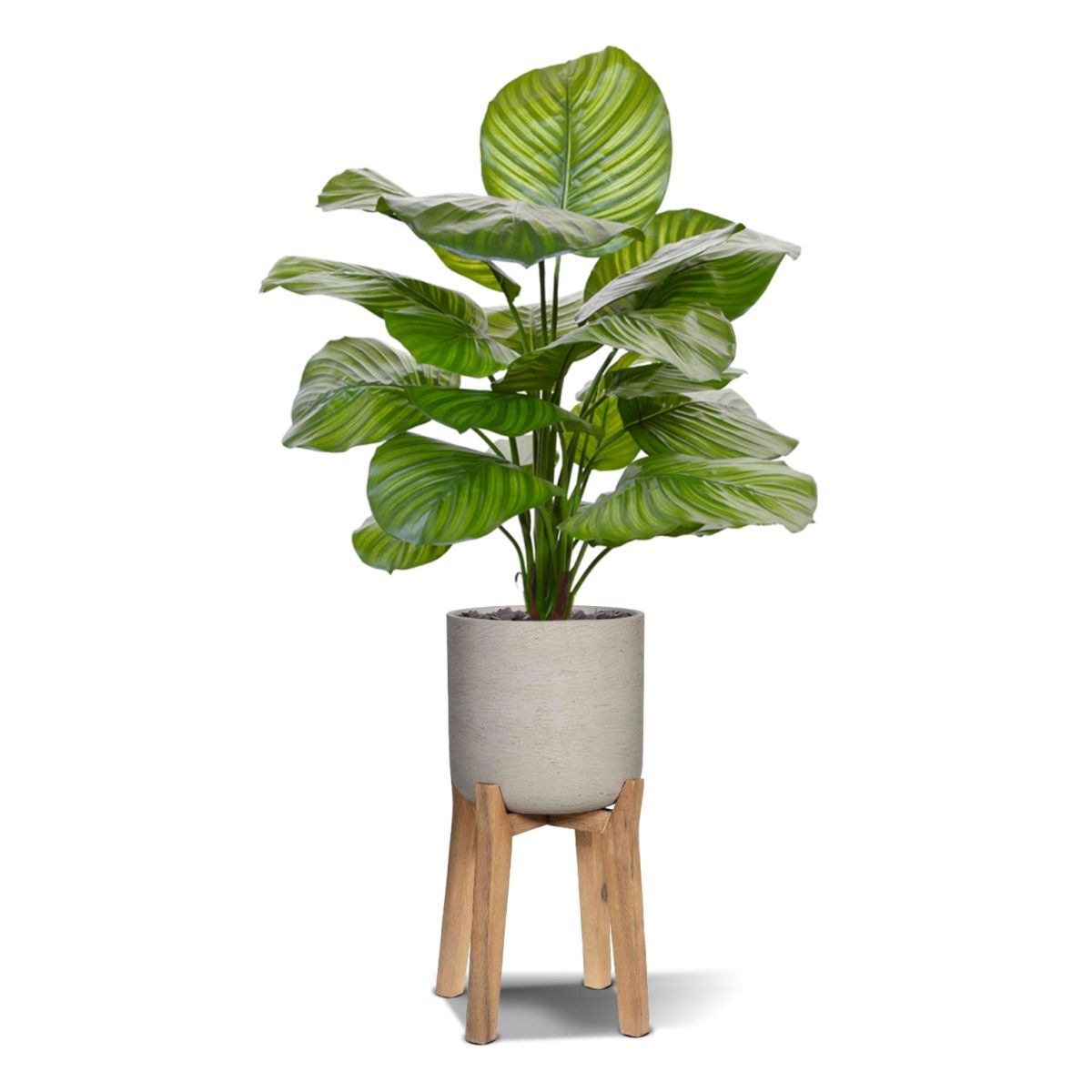 Calathea Fasciata kunstplant 70cm
