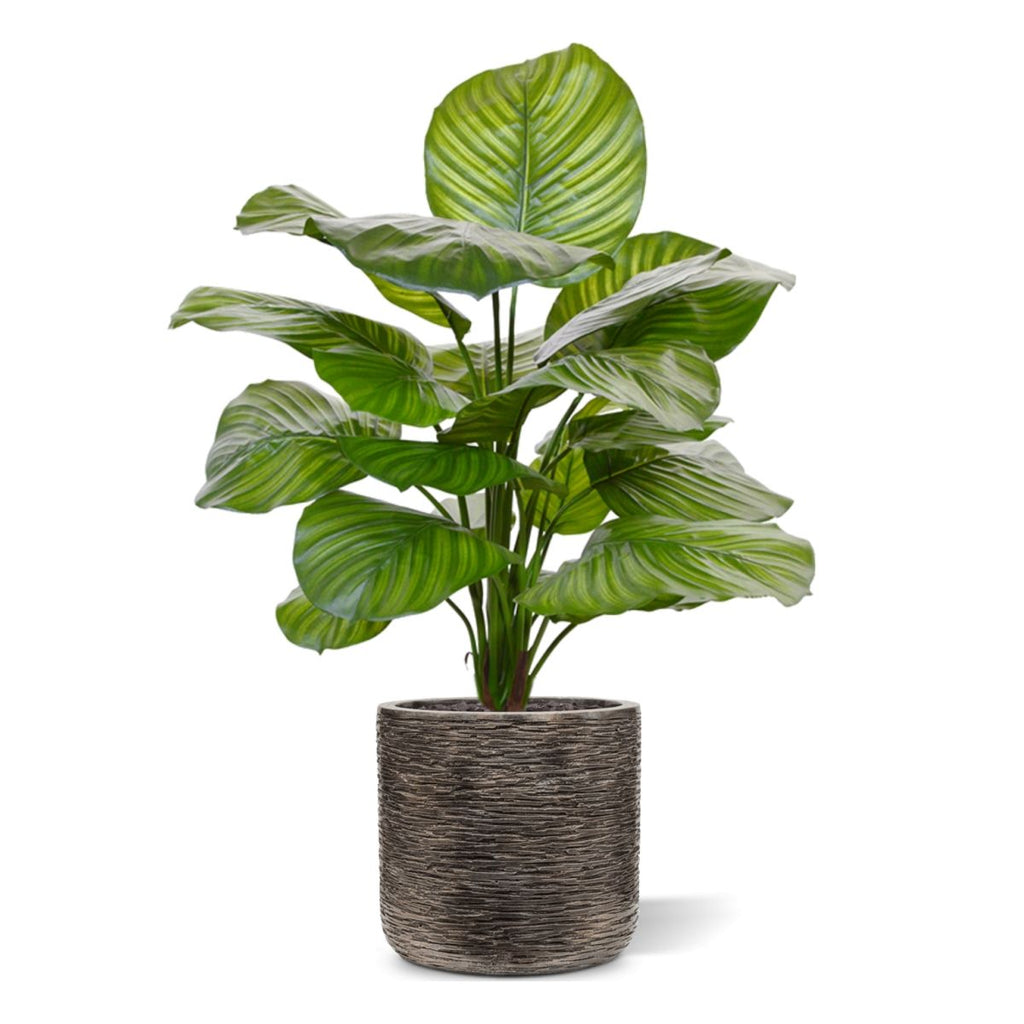Calathea Fasciata kunstplant 70cm