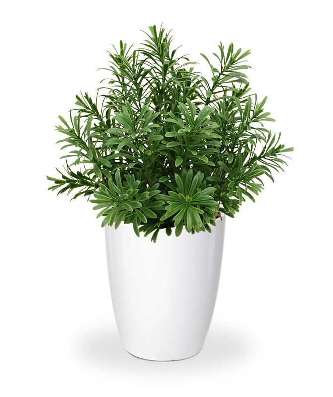 Crossostephium kunst vetplant in plastic pot 28cm